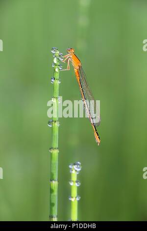 Scarce blue-tailed damselfly, Ischnura pumilio, young feamle Stock Photo