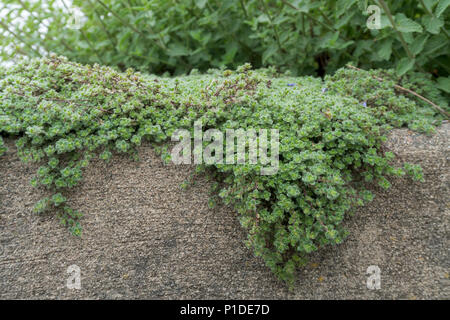 Woolly Thyme, Thymus lanuginosus