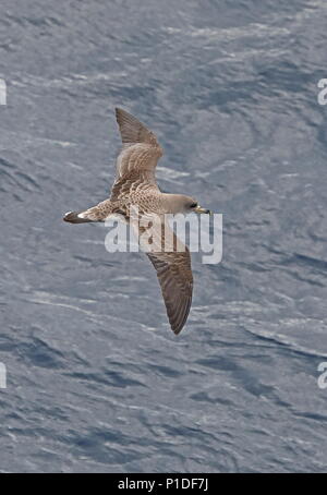 Cory's Shearwater (Calonectris borealis) adult in flight, topside  Canary Islands, Atlantic Ocean             May Stock Photo