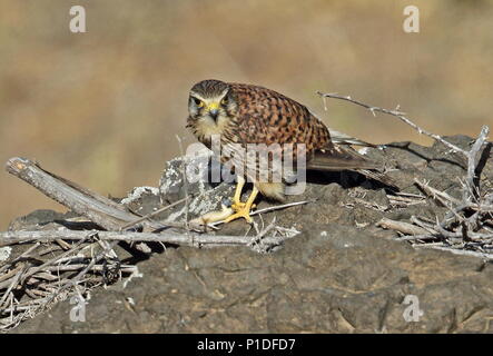 Common Kestrel (Falco tinnunculus alexandri) adult female on rocky mound with lizard prey  Santiago Island, Cape Verde                   April Stock Photo