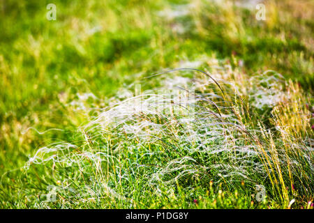 Spring landscape, field of feather grass. Mat grass on a hot summer sultry day Stock Photo