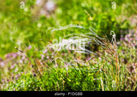 Spring landscape, field of feather grass. Mat grass on a hot summer sultry day Stock Photo