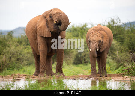 Elephant mother and youngster pair close up thirsty and drinking at a waterhole in the African bush facing camera in Madikwe Game Reserve,South Africa Stock Photo