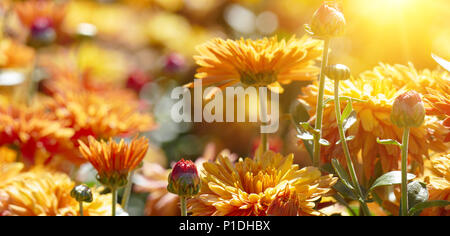 Orange chrysanthemum lit by the morning sun. Stock Photo