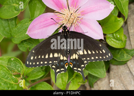 Dorsal view of a beautiful Black Swallowtail butterfly on a Clematis flower Stock Photo