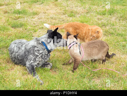 Two cats and a dog having a discussion outdoors Stock Photo