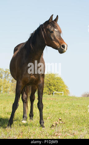 dark bay Arabian horse looking to the right of the viewer, on a grassy spring field Stock Photo