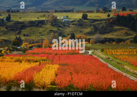 Orchards, Roxburgh, Central Otago, South Island, New Zealand Stock ...