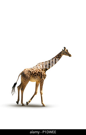 Running Giraffe photo on a white background Stock Photo