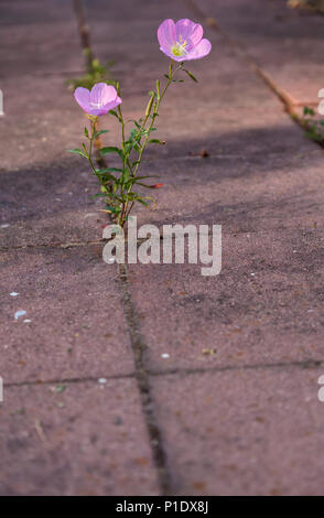 Blooming evening primroses grow between bricks in the garden in San Jose,California, United States. Stock Photo