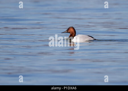 A drake canvasback duck on the water. Stock Photo