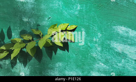 Branch of a plant with green leaves illuminated by the sun, against a background of a dark green wall. Stock Photo