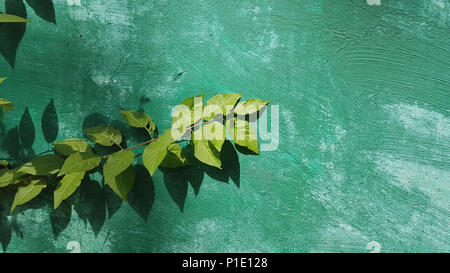 Green on green: plant leaves on a rough background background with a plaster of green color. Stock Photo