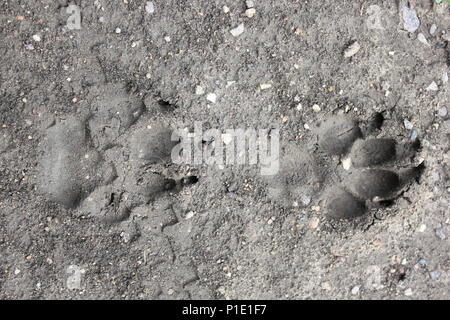 Pair of dog prints in the mud. Stock Photo