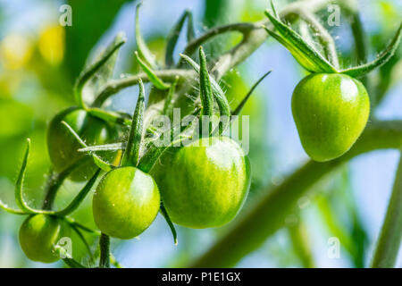 Macro of green unripe tomatoes on the vine Stock Photo