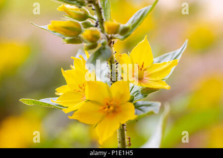 Macro of black aphids (Aphidoidea) on a yellow flowering garden loosestrife (Lysimachia vulgaris) plant Stock Photo