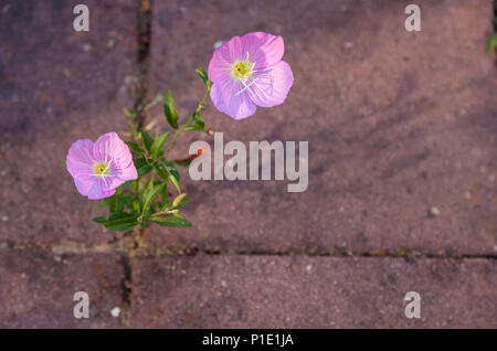 Blooming evening primroses grow between bricks in the garden in San Jose,California, United States. Stock Photo
