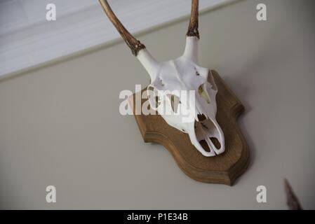 Trophy: the bleached skull and horns of a Roe deer (Capreolus capreolus) mounted on a wooden shield-shaped plaque Stock Photo