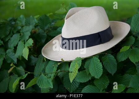 Panama hat: an inexpensive Panama hat resting on a Beech hedge Stock Photo