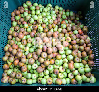 green apples in the box for sale in the market Stock Photo