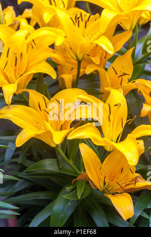 Lilium 'Tiny Bee', Dwarf Asiatic lily, lilies Stock Photo