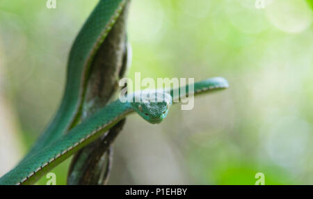 Vogel's Green Pitviper, green snake Stock Photo