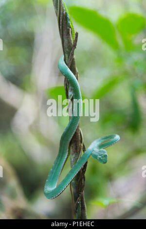 Vogel's Green Pitviper, green snake Stock Photo