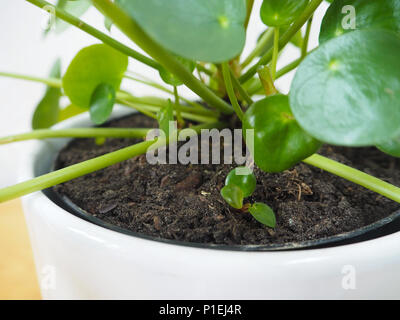 Closeup of a pilea peperomioides or pancake plant ( Urticaceae) with a small root plantlet Stock Photo