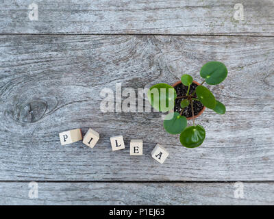 Young pancake plant or pilea peperomioides Stock Photo
