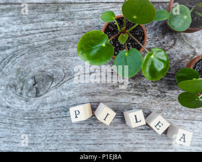 Young pancake plant or pilea peperomioides on a wooden table Stock Photo