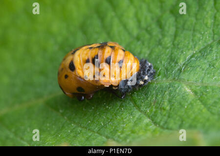 Pupa of the seven-spot ladybird (Coccinella septempunctata) on a leaf Stock Photo