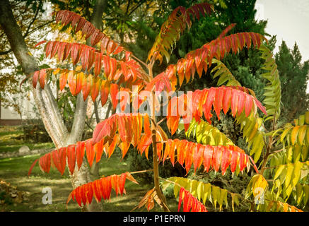 Rhus glabra est pulchra emblemata hortum herba cuius folia verto rubro aut flavo in autumno. Stock Photo