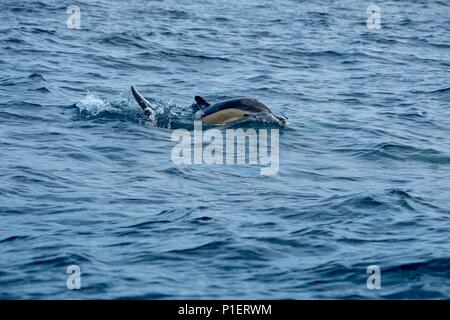 Two common dolphins frolicking in the Atlantic near Pico Stock Photo