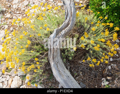 Views of Lokrum Island near Dubrovnik Stock Photo