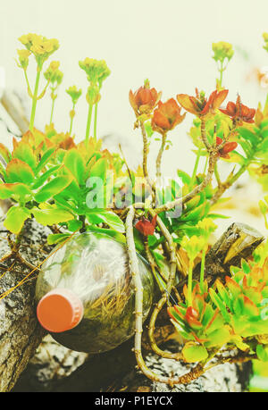 Green plant and flowers growing on a reused soda bottle. Pet bottle used as a vase for a plant. Stock Photo