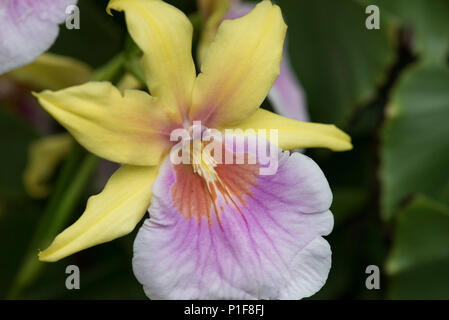 Kew Gardens Orchid Festival Stock Photo