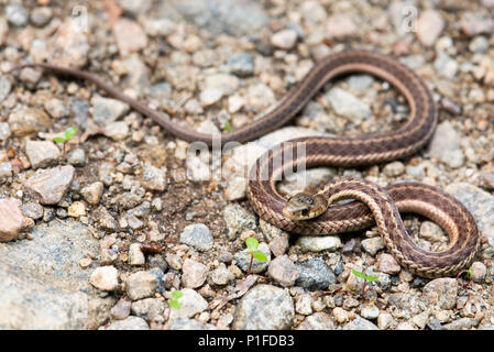 A small garter snake, Thamnophis, basking in the sun on a gravel