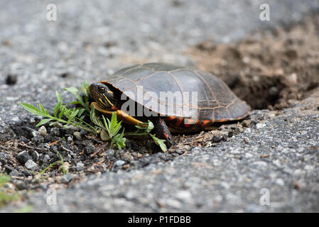 A painted turtle,  Chrysemys picta, digging a hole in the dirt in a crack of an old highway to lay her eggs in the Adirondack Mountains, NY USA Stock Photo
