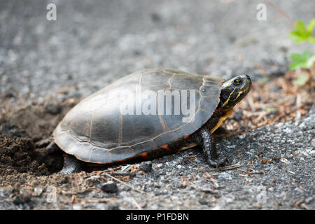 A painted turtle,  Chrysemys picta, digging a hole in the dirt in a crack of an old highway to lay her eggs in the Adirondack Mountains, NY USA Stock Photo