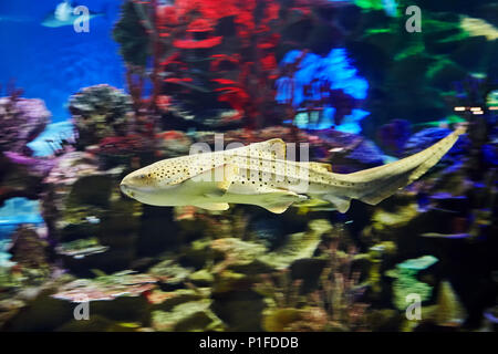 One leopard shark or triakis semifasciata in seawater aquarium, background with motion blur. Stock Photo