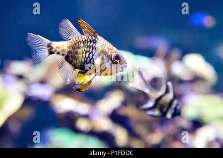 Pajama cardinalfish or Sphaeramia nematoptera in seawater aquarium. Stock Photo