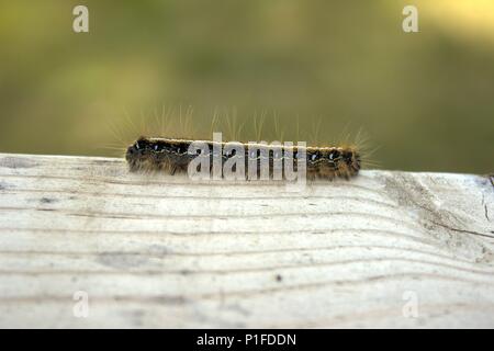 A Tent Caterpillar Walking Along, On A Deck Board Stock Photo