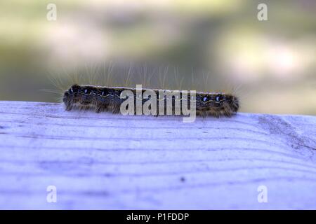 A Tent Caterpillar, On A Deck Board, Up Close Stock Photo