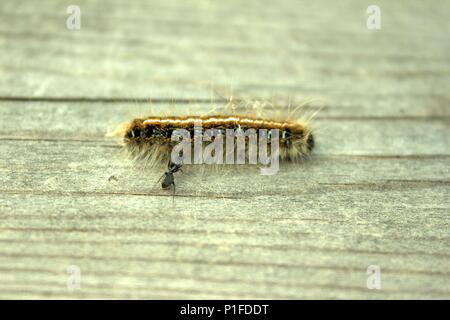 An Ant Checking Out A Dead Tent Caterpillar Stock Photo