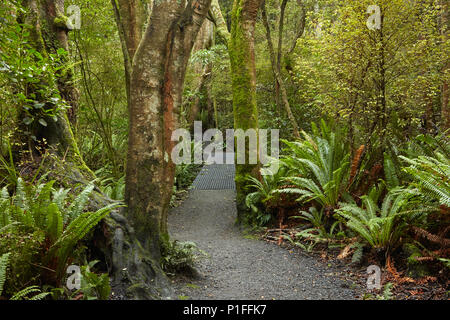 Walking track through Seaward Bush Reserve, Invercargill, Southland, South Island, New Zealand Stock Photo