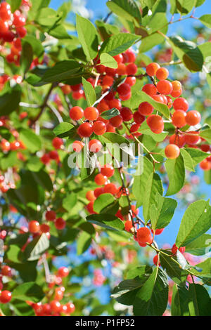 Many bright red cherries on the branch growing Stock Photo