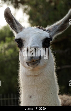 Nice grin - Lma portrait Stock Photo