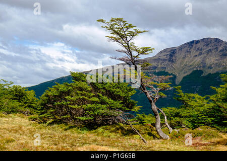 Patagonia is known for its windy areas. Here, a tree is shapes by the wind, on the climb to the beautiful Laguna de los Témpanos. Stock Photo