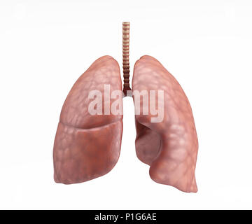 3D Render of Healthy Human Lungs Stock Photo