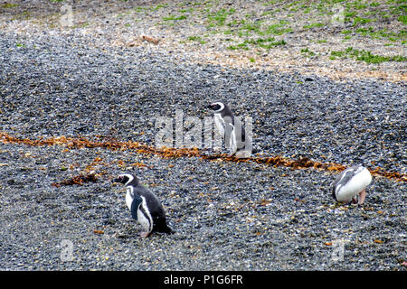 Three Magellanic penguins are on a beach of an island in the Beagle Channel. They are the first ones to arrive. Many will join them later on.